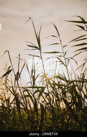 Da sotto di alte risaie sullo sfondo di cieli nuvolosi al tramonto Foto Stock