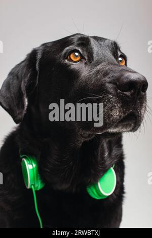 Primo piano del cane Labrador Retriever nero con cuffie verdi sedute su una superficie bianca e che guardano lontano Foto Stock