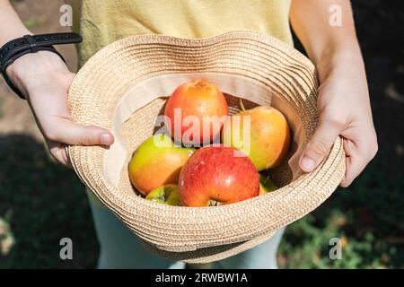 Alto angolo di coltura anonimo ragazzo in maglietta gialla raccoglie mele e tiene il cappello di paglia pieno di mele Foto Stock