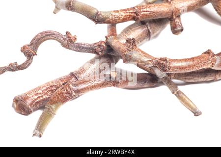 Rametti, bastoncini e rami secchi di piante esotiche isolati su White Foto Stock