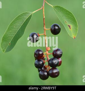 Frutti o bacche sferici da rosso scuro a nero e due foglie verdi di un ciliegio nero, sfondo verde (Prunus serotina) Foto Stock