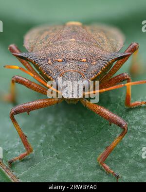 Ritratto di un Bug Spiny Shield color bronzo con struttura perforata, sfondo verde (Picromerus bidens) Foto Stock