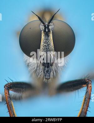 Ritratto simmetrico di una Robberfly con coda di aquilone con grandi occhi composti, sfondo blu (Tolmerus atricapillus) Foto Stock