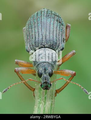 Vista completa di un weevil con squame da blu a verde brillante e gambe arancioni, sfondo verde (Green Immigrant Leaf Weevil, Polydrusus formosus) Foto Stock