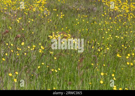 Farfalle che fioriscono in un prato di fieno vicino a Wheelton Lancashire, Inghilterra Foto Stock