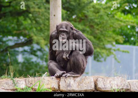 Uno scimpanzé seduto nello zoo di Whipsnade che guarda la macchina fotografica Foto Stock