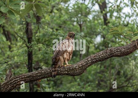 Falco-Aquila mutabile (Nisaetus cirrhatus) Foto Stock