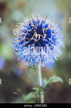Southern Globethistle Foto Stock