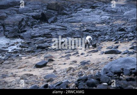 Pulizia volontaria della spiaggia di Muxia, la fuoriuscita di olio Prestige , Praia do Coido, Muxia, A Coruña, Galizia, Spagna Foto Stock