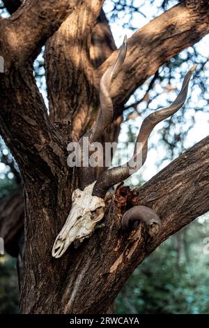 Il cranio di una capra selvatica su un albero. Tribù. Amuleto Foto Stock