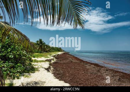 Spiaggia con detriti di piante naturali sull'isola di Saint Croix, Isole Vergini americane. Foto Stock