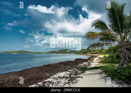 Spiaggia sull'isola di Saint Croix, Isole Vergini americane. Foto Stock