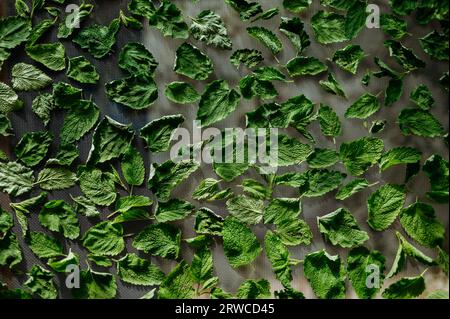 Primo piano delle foglie di balsamo al limone essiccate su una rete. Foto Stock