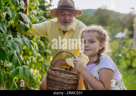 Ritratto del nonno con la nipote che raccoglie i rasberi dal Bush. Foto Stock