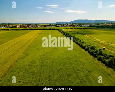 Vista con droni dall'angolo ultra ampio sul verde del grano giovane in estate al villaggio Foto Stock