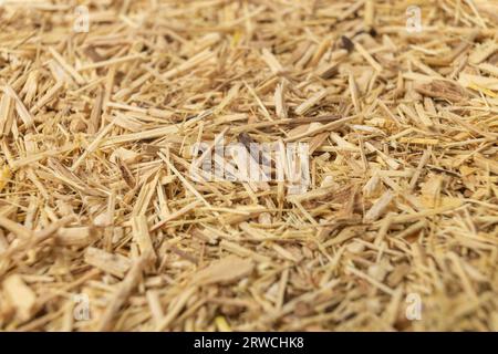 Ginseng siberiano in latin Eleutherococcus senticosus background. Erbe medicinali. profondità di campo ridotta. ha una storia d'uso nel folklore e nella tradizione Foto Stock