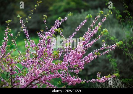 Fiori rosa di oleandro vicino al mare Foto Stock