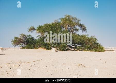 L'albero della vita, un ghaf di 400 anni nel deserto del Bahrain. Non è chiaro come sopravviva nel clima arido; è oggetto di molte leggende Foto Stock