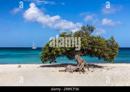 Famoso albero di Fofoti (Conocarpus erectus) sulla spiaggia di Eagle ad Aruba. Blu vivo e verde smeraldo dell'oceano con barca a vela sullo sfondo. Cielo nuvoloso blu sopra. Foto Stock