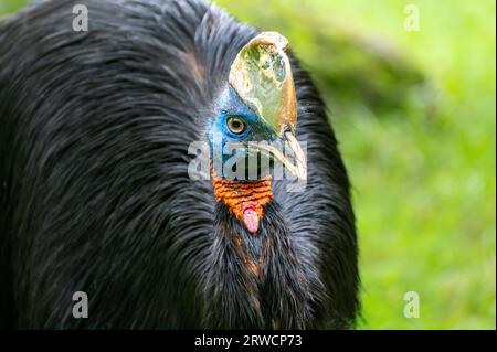 Vista ravvicinata di un cassovaio settentrionale (Casuarius unappendiculatus) Foto Stock