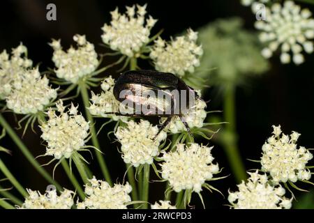 Protaetia cuprea famiglia Scarabaeidae genere Protaetia Copper chafer Rose chafer natura selvaggia bug coleottero fotografia, foto, carta da parati Foto Stock