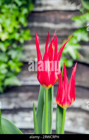 Fiori chiusi di tulipani Go Go Red o Jokers Hat i fiori di tulipani sono rossi con centro giallo e appartengono al gruppo di tulipani fioriti da Giglio Divisione 6 Foto Stock