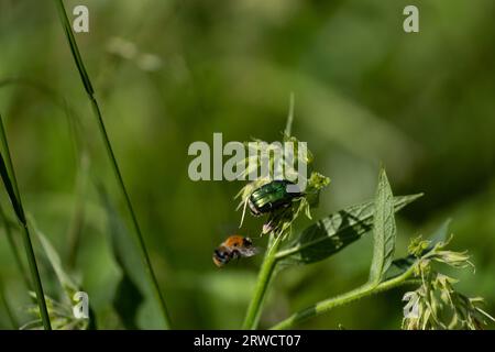 Cetonia aurata famiglia Scarabaeidae genere Cetonia Green rose chafer natura selvaggia Buco-coleottero fotografia, foto, carta da parati Foto Stock