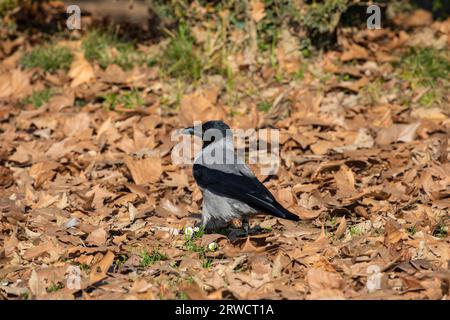 Lugano Svizzera, 21 gennaio 2023: Hoodiecrow / Nebelkraehe (Corvus cornix ) seduto sulle foglie asciutte nel giardino pubblico del Parco Civico di Lugano TICI Foto Stock