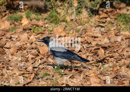 Lugano Svizzera, 21 gennaio 2023: Hoodiecrow / Nebelkraehe (Corvus cornix ) seduto sulle foglie asciutte nel giardino pubblico del Parco Civico di Lugano TICI Foto Stock