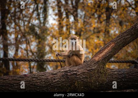 Baby Guinea Baboon si trova sul tronco degli alberi nello zoo durante la stagione autunnale. Giovane scimmia nel giardino zoologico autunnale. Foto Stock