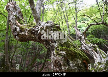 Antico albero noioso coperto di muschio in una fitta foresta in Ungheria Foto Stock