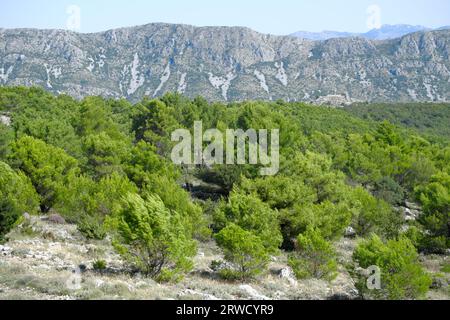 Foresta di pino di Aleppo e Alpi dinariche a Dubrovnik, Croazia Foto Stock