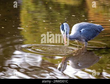 Il Grey Heron, Ardea cinerea, un paziente cacciatore, catturato mentre si nutriva nei dintorni urbani di Dublino, Irlanda. Foto Stock