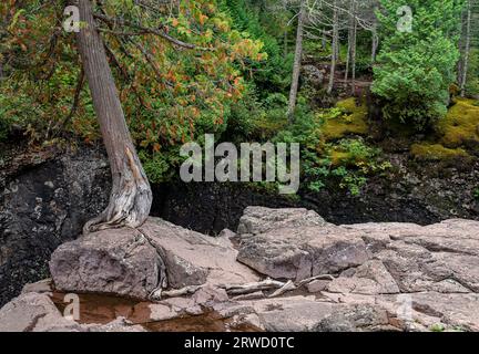 Un cedro bianco del Nord solitario (Thuja occidentalis) o Arborvitae cresce sulla cima di una roccia solida, mandando le sue radici in profondità nella roccia attraverso le crepe Foto Stock