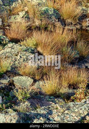 Grasses and Lichen copre gran parte della roccia su un promontorio sopra Crystal Cove nel Tetteguche State Park, nella contea di Cook, Minnesota Foto Stock