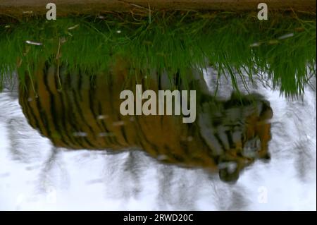 Una tigre si rifletteva nell'acqua a Longleat vicino a Warminster, nel sud dell'Inghilterra Foto Stock