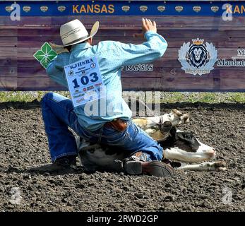 Emporia, Kansas, USA. 17 settembre 2023. Durante l'evento di rampicamento dei polpacci Kyler Parthemer di Frankfort corde il polpaccio e poi alza la mano per segnalare che ha terminato il compito di legare il polpaccio a Emporia, Kansas, il 17 settembre 2023. Crediti: Mark Reinstein/Media Punch/Alamy Live News Foto Stock