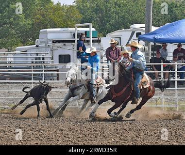 Emporia, Kansas, USA. 17 settembre 2023. Durante l'evento di roping del team Kutler Barnett di Oakley e Keaton Ryan di Canton collaborano per posizionare i lassoes intorno alla testa e alle gambe posteriori del vitello a Emporia, Kansas, il 17 settembre 2023. Crediti: Mark Reinstein/Media Punch/Alamy Live News Foto Stock