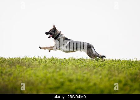 Cane pastore tedesco che corre sul campo. Giocoso cucciolo che salta all'aperto Foto Stock