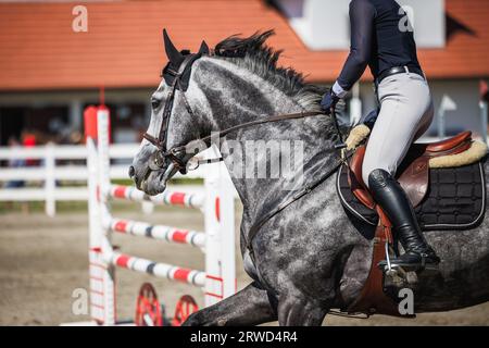 Cavallo che salta sugli ostacoli. Spettacolo equestre che salta con un fantino femminile irriconoscibile. Competizione sportiva Foto Stock