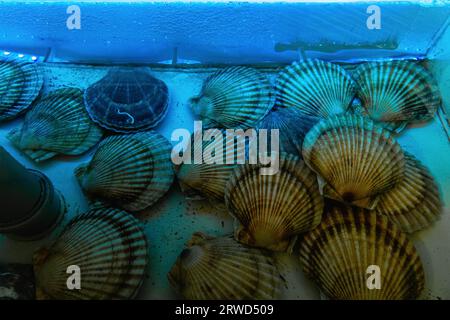 Capesante rosse e viola vive al mercato del pesce Foto Stock