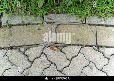 Una radice di un albero che cresce attraverso lastre e mattoni in un parco di Hong Kong Foto Stock