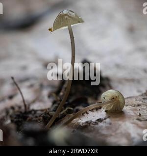 Dopo la pioggia: La lotta di spider per la sopravvivenza e la ricerca di una nuova casa dopo la caduta dei funghi Foto Stock