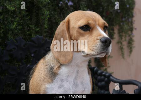 Ritratto di Beagle davanti al muro con vegetazione Foto Stock