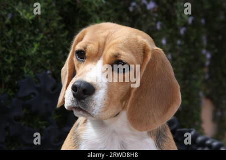 Ritratto di Beagle davanti al verde. Foto Stock