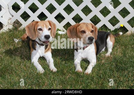 2 Beagle adagiate sull'erba davanti alla recinzione di lath Foto Stock