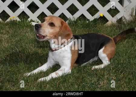 Beagle adagiato sull'erba con recinzione di lath sullo sfondo Foto Stock