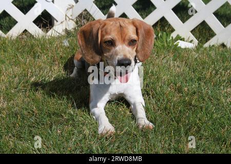 Beagle adagiato sull'erba con una recinzione di lath sullo sfondo Foto Stock