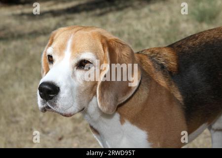 Ritratto di Beagle in un prato Foto Stock