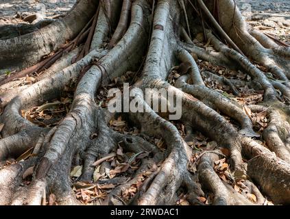 Banir Beringin Iprik, Preh, Ficus retusa, Ficus truncata root Buttress, sfondo naturale. Foto Stock